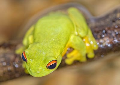 Dainty Green Tree Frog