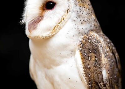 Barn Owl