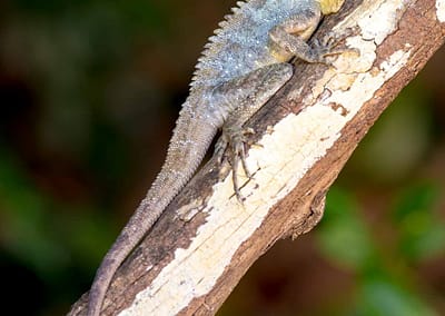 Boyd’s Forest Dragon