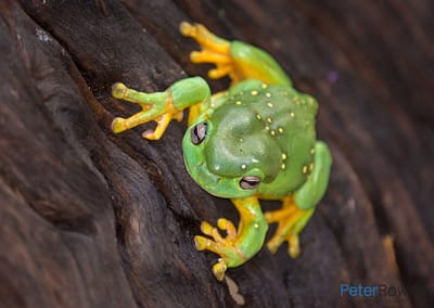 Amphibians