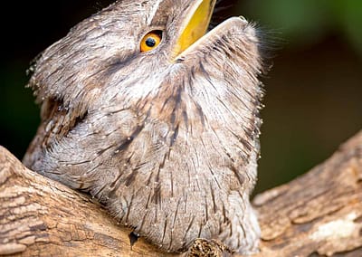 Tawny Frogmouth