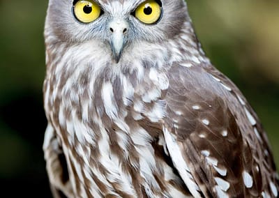 Barking Owl