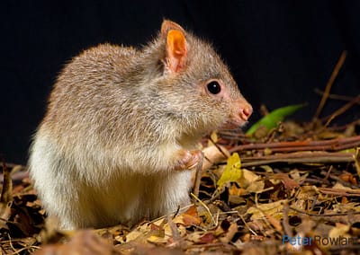 Bettongs and Potoroos