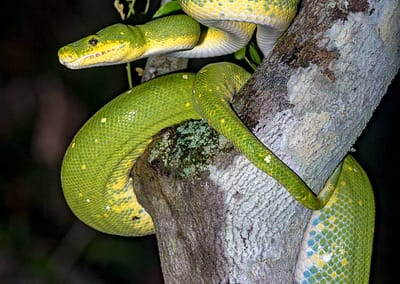 Green Python