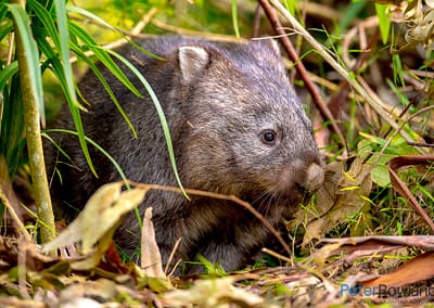 Common or Bare-nosed Wombat