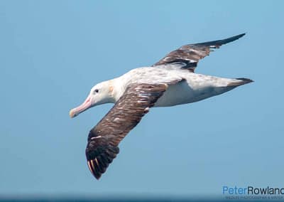 Wandering Albatross