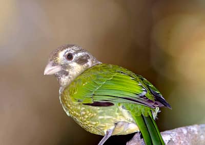 Spotted Catbird