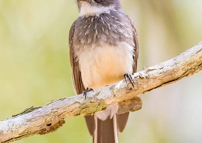 Northern Fantail