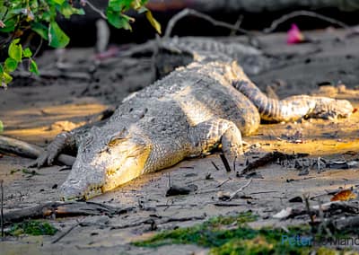 Saltwater Crocodile