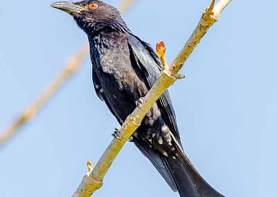Spangled Drongo