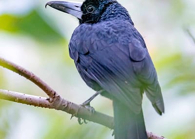 Black Butcherbird