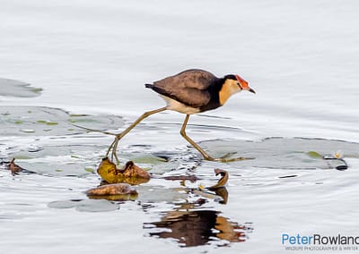 Comb-crested Jacana