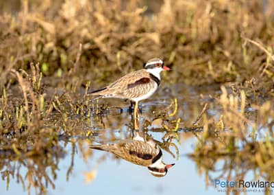 Black-fronted Dotterel