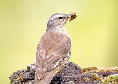 Brown Treecreeper