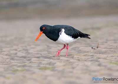 Pied Oystercatcher