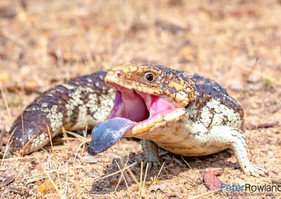 Shingleback (Tiliqua rugosa) lizard on ground with blue tongue sticking out. Seen near Dryandra Woodland Western Australia. [Photographed by Peter Rowland]
