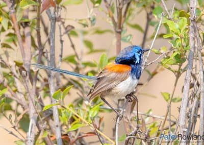 Blue-breasted Fairywren