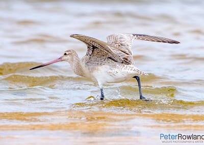 Bar-tailed Godwit