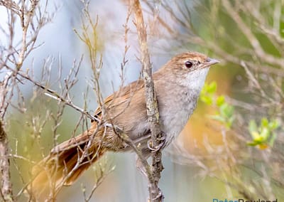Eastern Bristlebird
