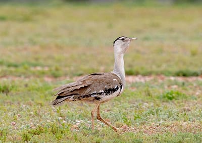 Australian Bustard