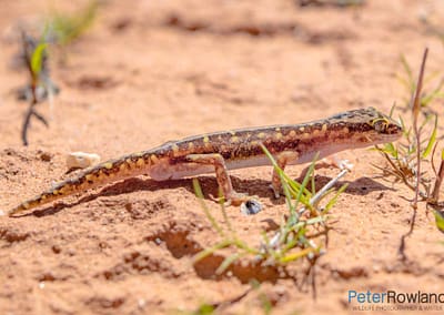 Austral Geckos
