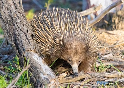 Short-beaked Echidna