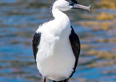 Black-faced Cormorant