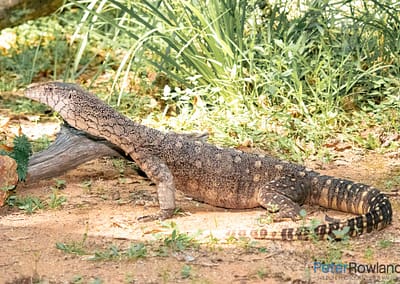 Perentie