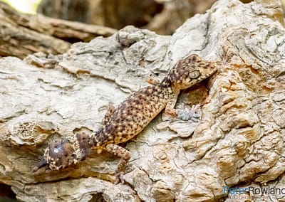 Border Thick-tailed Gecko