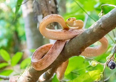 Brown Tree Snake
