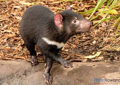 Tasmanian Devil