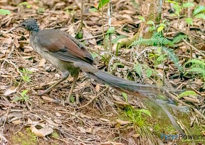 Superb Lyrebird