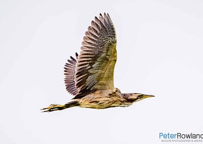 Australasian Bittern