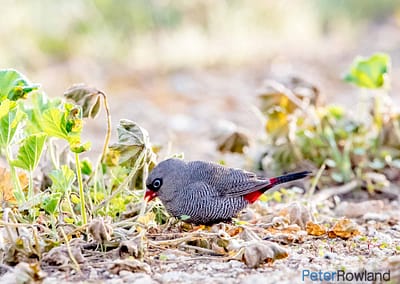 Beautiful Firetail