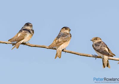 Tree Martin