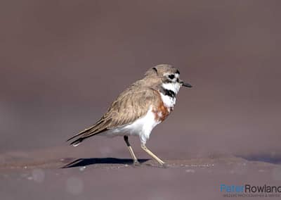 Double-banded Plover (Charadrius bicinctus) on rock shelf. [Photographed by Peter Rowland]