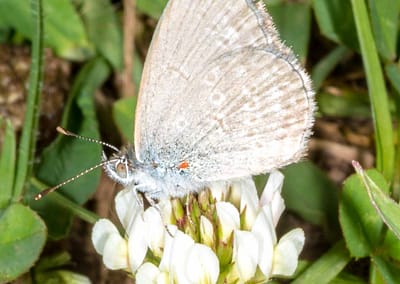 Blues, Coppers and Gossamer-winged Butterflies
