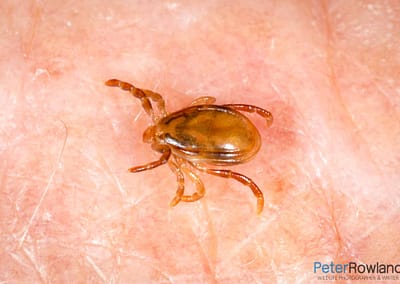 Australian Paralysis Tick