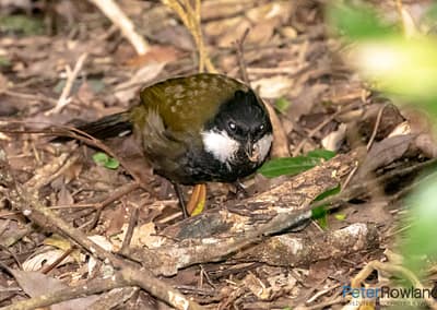 Eastern Whipbird