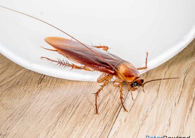 American Cockroach