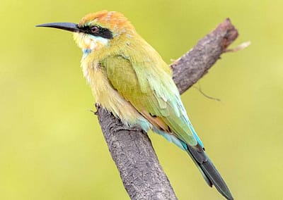 Rainbow Bee-eater