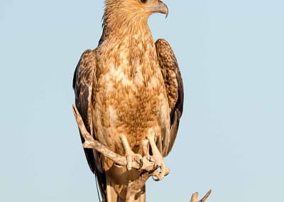 Black Kite
