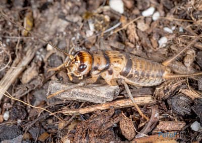 Tropical House Cricket