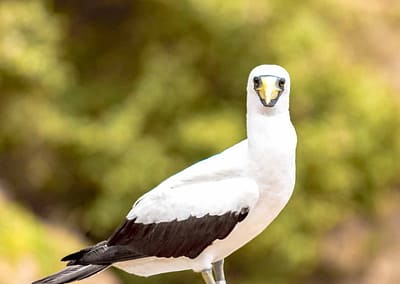 Masked Booby