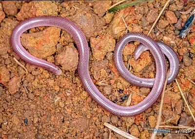 Blind Snakes