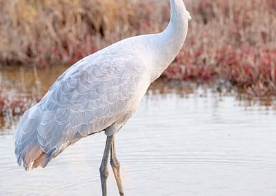 Brolga