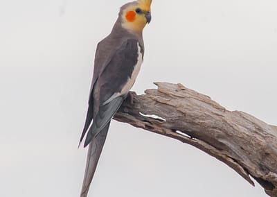 Cockatiel