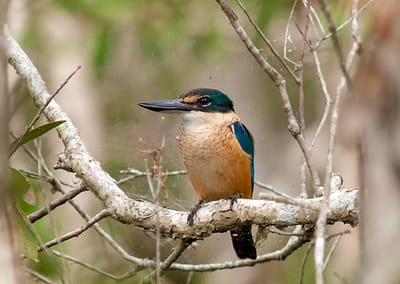 Sacred Kingfisher