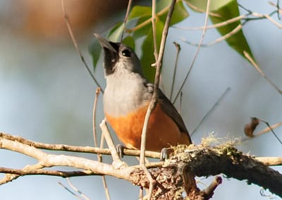 Black-faced Monarch