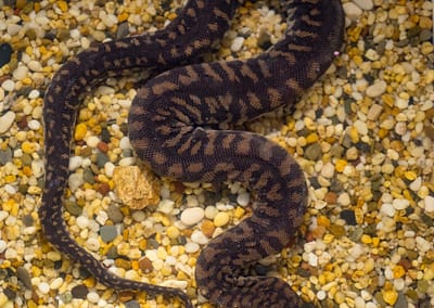 File Snakes